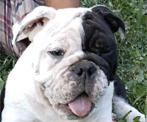 English Bulldog Puppy for sale in DEER PARK, WA, USA