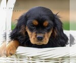 Small Photo #1 Cavalier King Charles Spaniel Puppy For Sale in NARVON, PA, USA
