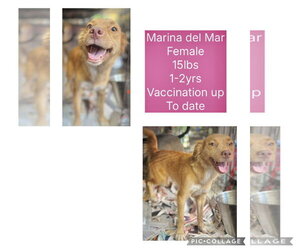 Chihuahua-Labrador Retriever Mix Dogs for adoption in Virginia Beach, VA, USA