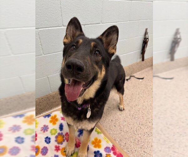 Medium Photo #1 German Shepherd Dog Puppy For Sale in Brighton, CO, USA