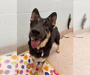 German Shepherd Dog Dogs for adoption in Brighton, CO, USA