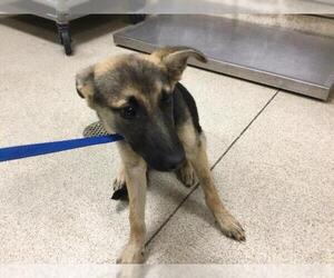 German Shepherd Dog Dogs for adoption in Riverside, CA, USA