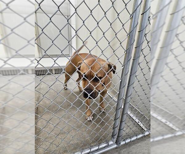 Medium Photo #1 Mutt Puppy For Sale in Temple, TX, USA