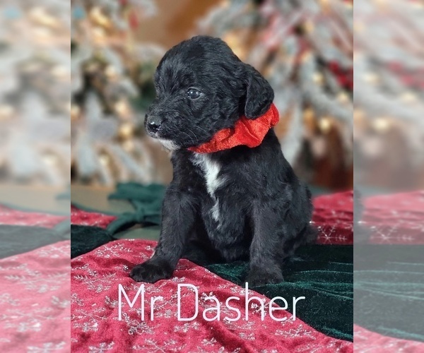 Medium Photo #4 Goldendoodle Puppy For Sale in GOLDEN CITY, MO, USA