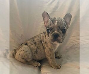 French Bulldog Puppy for sale in JOHNS ISLAND, SC, USA