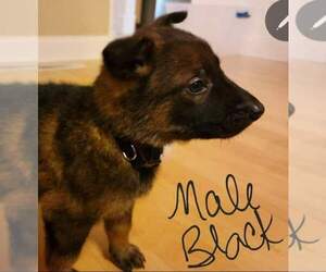 Dutch Shepherd Dog-German Shepherd Dog Mix Puppy for sale in SPRING HILL, TN, USA
