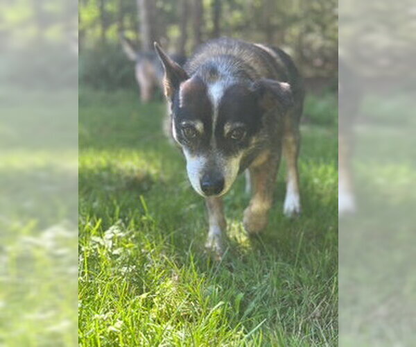 Medium Photo #8 Mutt Puppy For Sale in Garden City, NY, USA