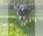Small #7 Mutt