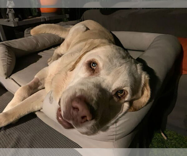 Medium Photo #3 Labrador Retriever Puppy For Sale in San Diego, CA, USA