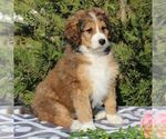 Small Photo #6 Bernedoodle-Poodle (Standard) Mix Puppy For Sale in NARVON, PA, USA