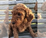 Small Photo #4 Poodle (Standard) Puppy For Sale in MURRAYVILLE, GA, USA