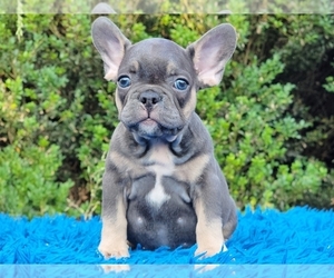 French Bulldog Puppy for sale in BOSTON, MA, USA