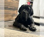 Small #1 Neapolitan Mastiff
