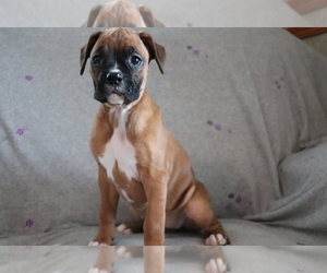 Boxer Puppy for sale in SHILOH, OH, USA