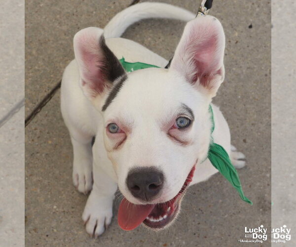 Medium Photo #9 Mutt Puppy For Sale in Washington, DC, USA