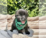 Small #1 Mutt