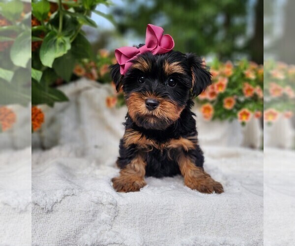 Medium Photo #1 Yorkshire Terrier Puppy For Sale in INDIANAPOLIS, IN, USA