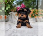 Small Yorkshire Terrier