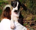 Small Photo #21 Great Dane Puppy For Sale in SPRAGGS, PA, USA