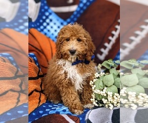 Poodle (Miniature) Puppy for sale in RISING SUN, MD, USA