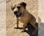 Small #2 Mastiff