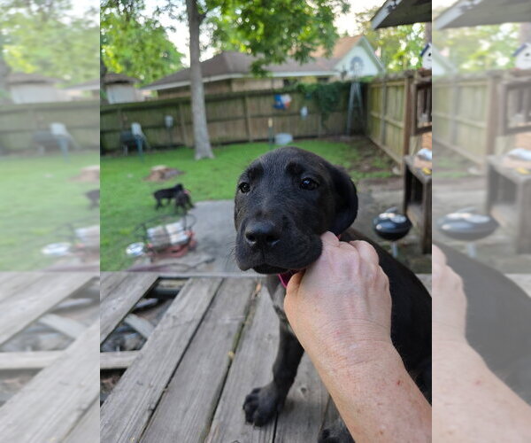 Medium Photo #1 Great Dane Puppy For Sale in Bullard, TX, USA
