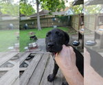 Small Great Dane