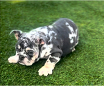 Small #3 English Bulldogge