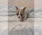 Small #7 French Bulldog