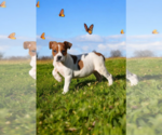 Small #5 Basenji-Rat Terrier Mix