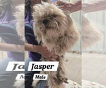 Small #4 Shih Tzu