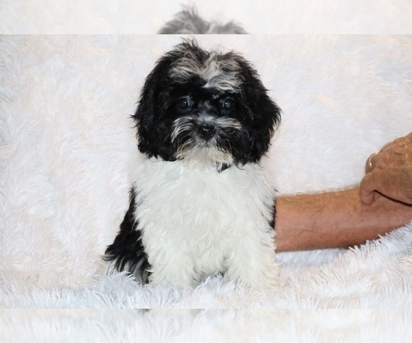 Medium Photo #30 ShihPoo Puppy For Sale in DYERSBURG, TN, USA