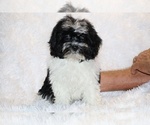 Small #29 ShihPoo