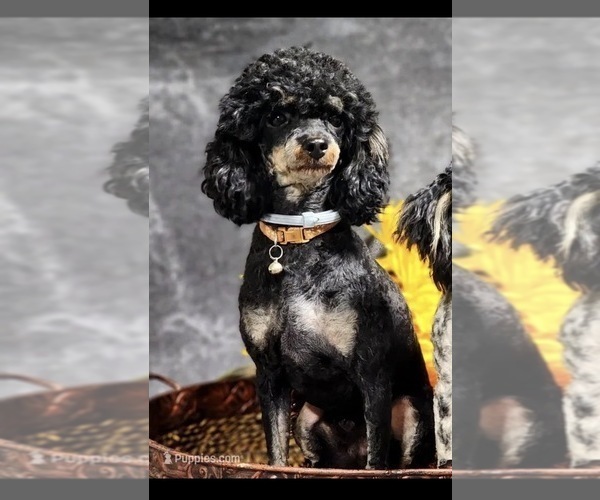 Medium Photo #1 Bernedoodle (Miniature) Puppy For Sale in LONGMONT, CO, USA