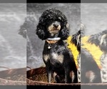 Small Photo #1 Bernedoodle (Miniature) Puppy For Sale in LONGMONT, CO, USA
