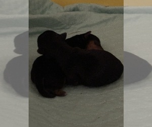 Yorkshire Terrier Puppy for sale in ROCKY HILL, CT, USA