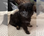 Small Photo #14 Pomeranian Puppy For Sale in SACRAMENTO, CA, USA