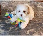 Small Cocker Spaniel-Poodle (Miniature) Mix