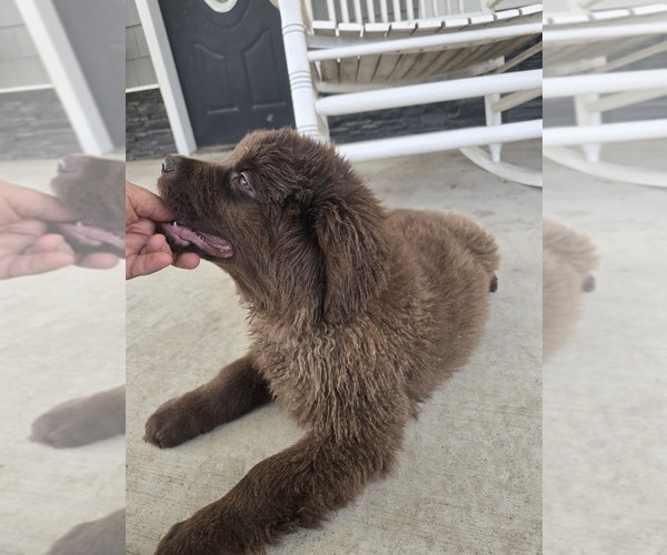Medium Photo #23 Newfoundland Puppy For Sale in TILTON, IL, USA