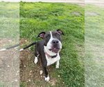 Small #3 American Staffordshire Terrier