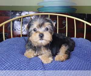 Yorkshire Terrier Puppy for sale in LITTLEROCK, CA, USA