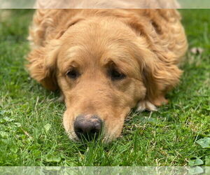 Golden Retriever Dogs for adoption in Lewistown, PA, USA