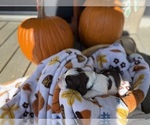 Small #4 English Springer Spaniel