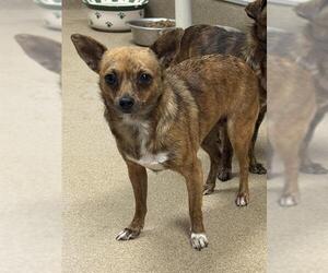 Chihuahua Dogs for adoption in Sacramento, CA, USA