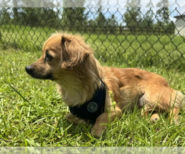 Medium Photo #6 Chihuahua Puppy For Sale in Tarrytown, GA, USA