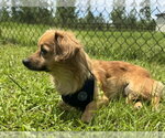 Small #5 Chihuahua