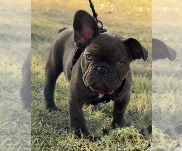 Medium Photo #2 French Bulldog Puppy For Sale in TEMPLE, TX, USA