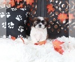 Small #2 Shih Tzu