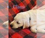 Small Photo #4 Labrador Retriever Puppy For Sale in CARTHAGE, ME, USA
