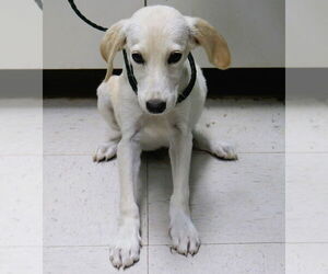 Golden Labrador Dogs for adoption in Palatine/Kildeer/Buffalo grove, IL, USA